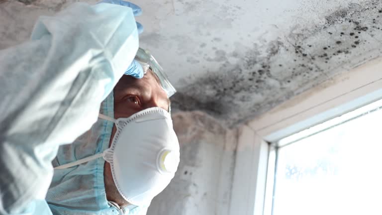 Why You Should Choose Our Mold Remediation Services in Wallington, NJ